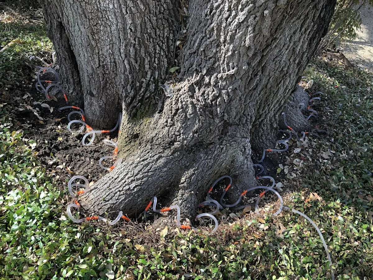 Detailed Tree Cabling and Bracing job site in Unicoi