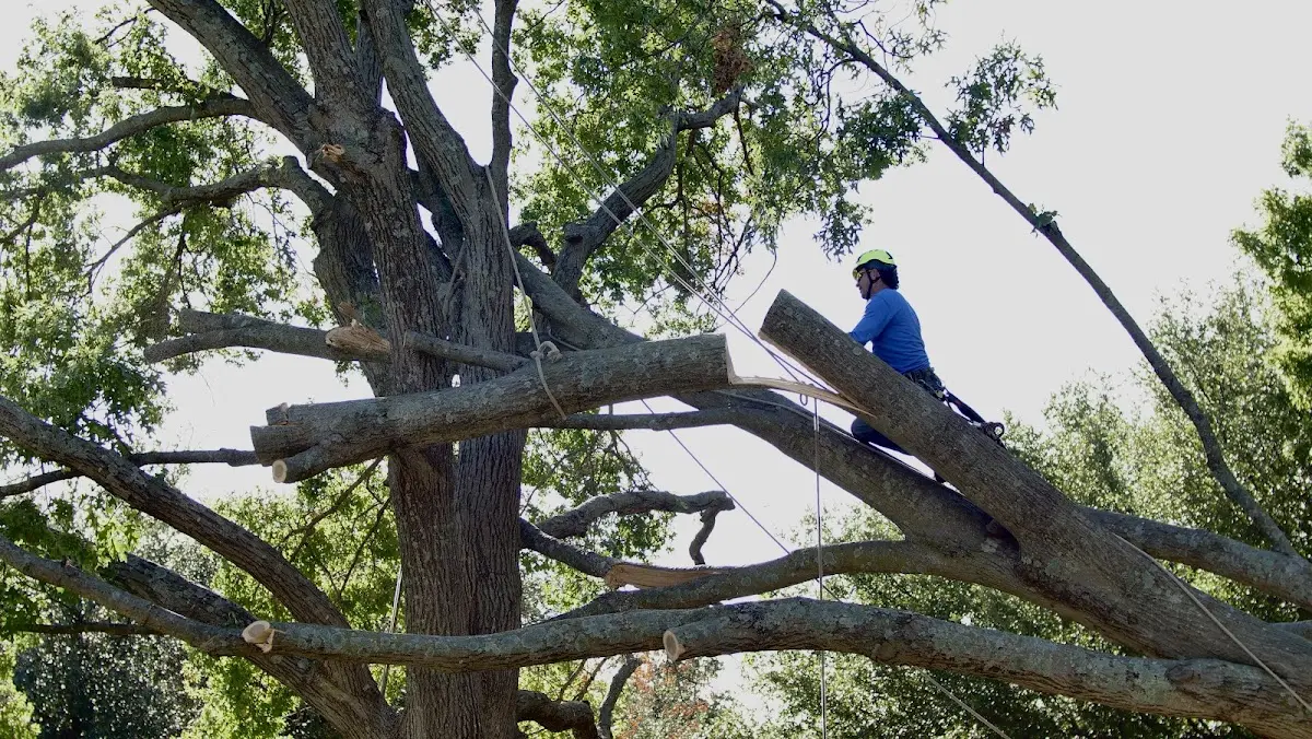 Professional Crown Thinning performed by certified arborists in Unicoi