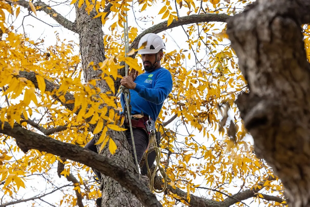 Skilled Tree Transplanting crew working in Unicoi